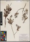 Foto von Salix candida Flüggé ex Willd.